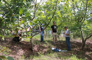 重慶巫山 6.3萬(wàn)畝核桃產(chǎn)業(yè)助力脫貧攻堅(jiān)