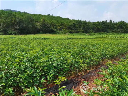 云南省宣威市林業(yè)產(chǎn)業(yè)經(jīng)濟(jì)效益顯著提升