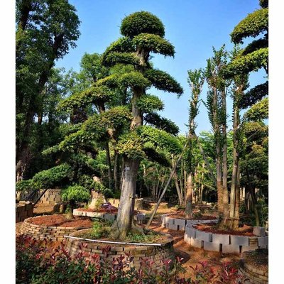 榆樹(shù)樁景 工業(yè)應(yīng)用中的多樣化盆景藝術(shù)